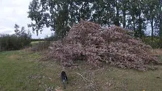 goshawk vs pheasant