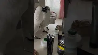 Self love  #cockatoo #parrot #birds #aviatorharness #youtubeshorts