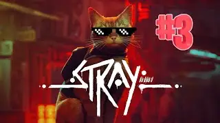 A Sad Cat Struggling The World [STRAY] - LIVE