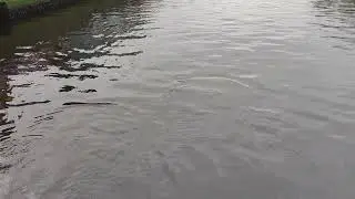 Dolphins in Cork