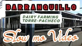 Dairy Farm in Spain | SLOW MO Video | Murcia