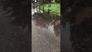 The rain from the zoo. #zoo #rain #rained