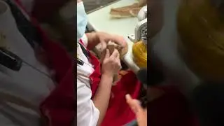 Handmade UGG Boots in China | Real Factory Process (No Voice)