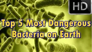 Top 5 Most Dangerous Bacteria on Earth