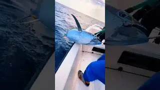 Tuna fish! 🔥😲 | latest match fishing videos 2024 #shorts #fishing