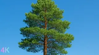 🌲✨ 4K Pine Trees Nature Relaxation | Peaceful Forest Sounds & Relaxing Music 🌿🎧