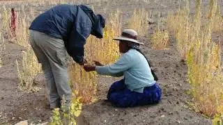 How does Quinoa production contribute to sustainable development?