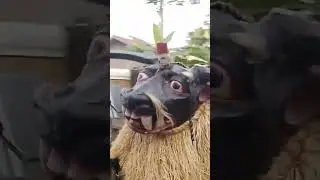 Agaba Isiala Achi @ Ala Elugwu Festival #africa #masquerade #culture #tradition