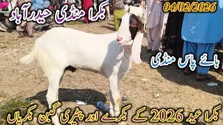 Bakra Mandi Hyderabad | Today update | Bakra Eid 2026 | patari Goat breed | date 04/02/2026