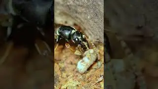 Хищный жук - Стафилин великолепный  Staphylinus caesareus