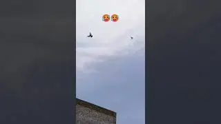 #pigeonlanding #pigeon #pigeonslandingtourement #flyingpigeon #pigeonflying #birds #pigeonzone