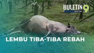 40 Ekor Lembu Mati Diracun?