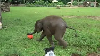 Top Ten Baby Elephants At Play   Elephantnews
