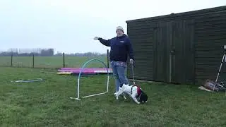 Pup to Pro: Why I am Using Hoopers as a Foundation for Agility