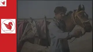 Horse Rider India Kachchhi-Sindhi horse breed 2018