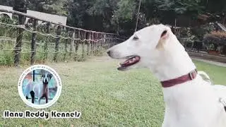 Dogs can process human facial expression