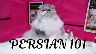 Persian Cat Grooming & CFA Show Standards | Pinkpawpal