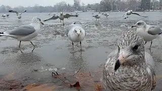 Seagulls Eating Cheerios on a Frozen Lake