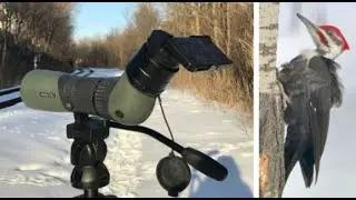 10/20/20 Smartphone Birding