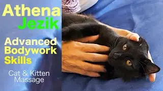 Athena Jezik - Cat & Kitten Massage Therapy
