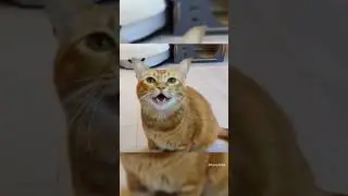 Vocals of cats  #funny #cat #vocals