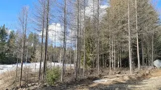 Stihl MS261C & Kevyttä puuhastelua & lehtikuusikon harvennus 28.4.2022