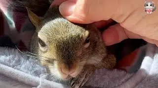 Helping Chip: A Squirrel&rsquo;s Journey from the Wild to a Loving Home.