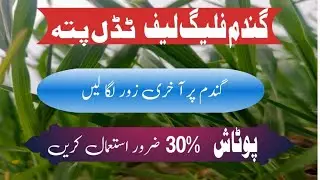 Role of Flag Leaf in Wheat Crop || Foliar Nutrient Spray on wheat || spray of potash in wheat