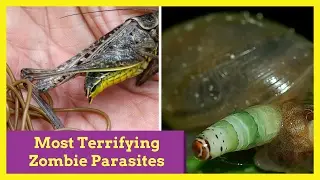 Most Terrifying Zombie Parasites