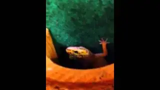 Newest member of the gecko group
