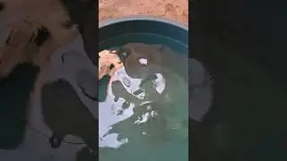 How to raise brine shrimp step by step