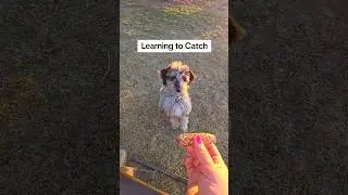 My Puppy Learning to Catch!