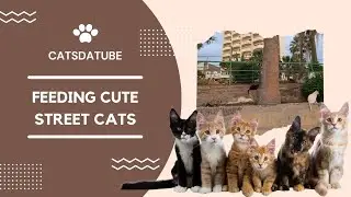 Meet my new best friends! Cutest street cats ever. (How it all started 😻) Short cute cat video! 🐈