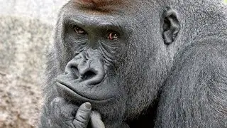 These Fascinating Gorillas Make 'World Gorilla Day' Worth Celebrating