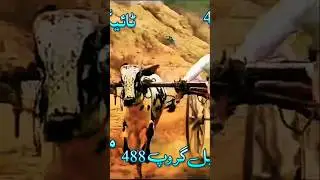 #bullracepunjab #pakistanibullrace #pakistanibullrace