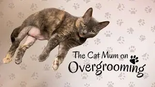 Overgrooming in Cats: What It Looks Like & How I Help My Cat Cope
