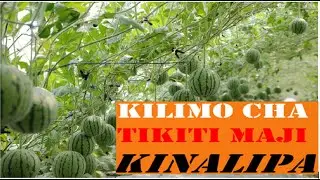 KILIMO BORA CHA TIKITI MAJI.Jifunze jinsi ya kulima tikiti maji hatua kwa hatua.