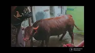 Bakrid 2022 kot khudurun vacoas