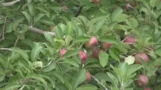Apple orchard farmers thrilled for a successful harvest