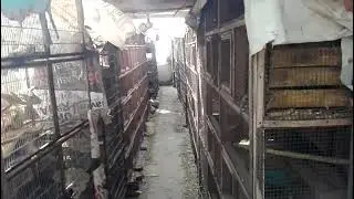 Dove Breeding Farm @ASADFARM