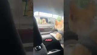 Watch What Happens When Two Dogs Meet In Traffic