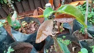 enxertos de bacupari doce