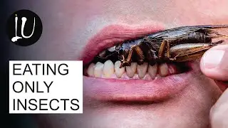 Imagine You Only Ate Insects for the Rest of Your Life | Imagine Up