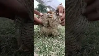 jangle teetar bacchy #birds #greyfrancolin #cutebaby
