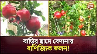 বাড়ির ছাদে বেদানার বাণিজ্যিক ফলন! | Faridpur News | Pomegranate Cultivation | Channel 24