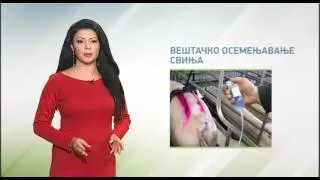 Правила за успешно вештачко осемењавање свиња 1.11.2016.