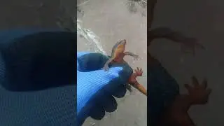 Rough skin newt herp oregon