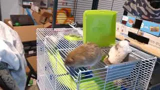 P2780390 Mocha cage climbing with no net Dec24
