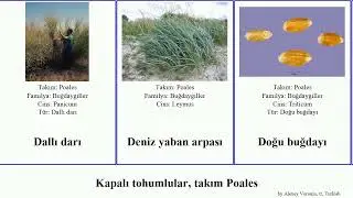 Kapalı tohumlular, takım Poales otu brom salkım martini angiosperms barbata ayak &Ccedil;ayır buğdayı