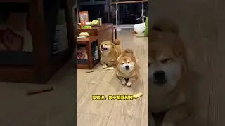 Dog's Unbelievable Transformation: Meat Buns to Ghostly Tale